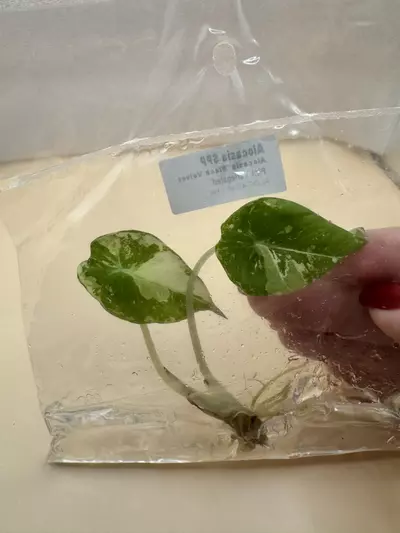 plant/Alocasia Black Velvet Pink TC-2-thumbnail