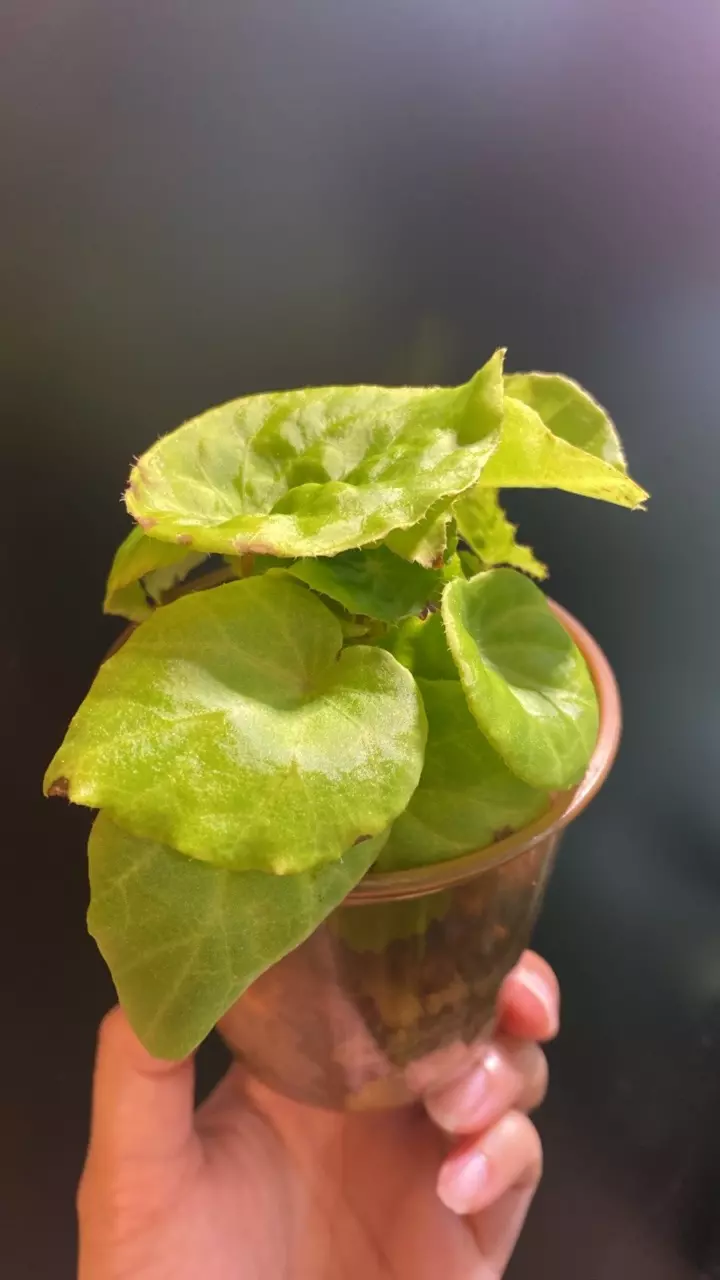 plant/Begonia natunaensis-1