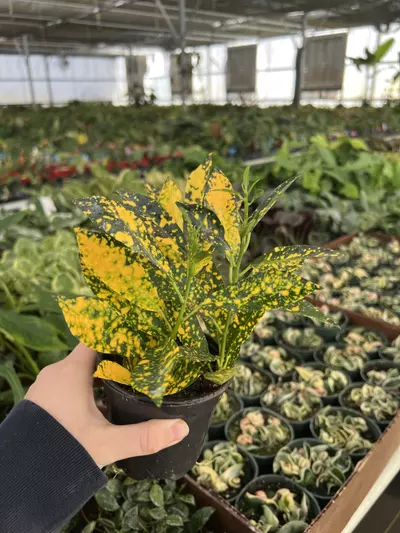 plant/Croton Gold Dust 4” pot Growers choice-2-thumbnail