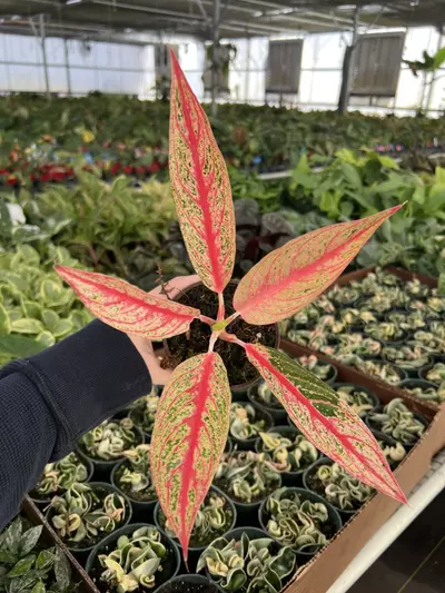 plant/Aglaonema Red Legacy 4” pot Growers choice-0-thumbnail