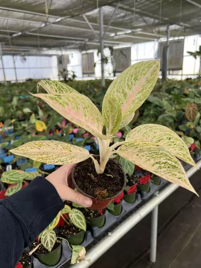 plant/Aglaonema White Legacy 4” pot Growers choice-5-thumbnail