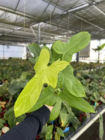 plant/Philodendron Golden Violin 4” pot Growers choice-0-thumbnail