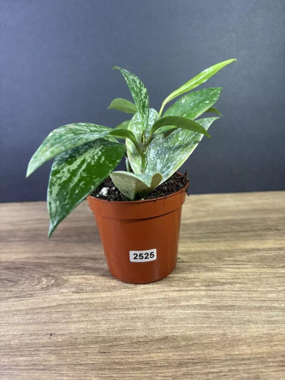 plant/Hoya Publicalix Silver Spot/ Silver Splash 3” 2525-0