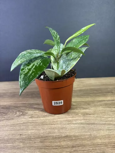 plant/Hoya Publicalix Silver Spot/ Silver Splash 3” 2525-0-thumbnail
