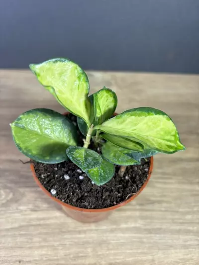 plant/Hoya Australis Lisa 3” 2523-1-thumbnail