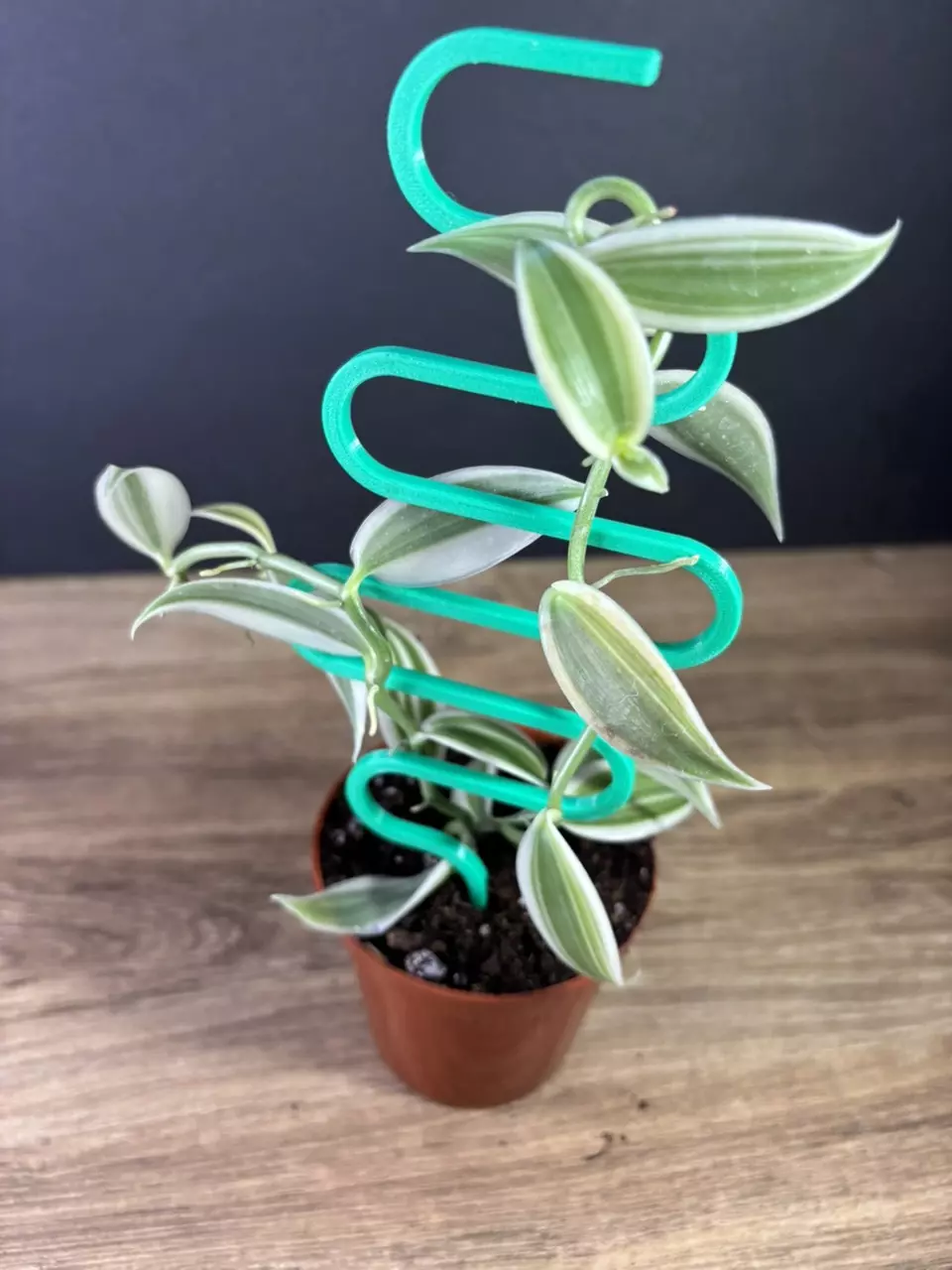 plant/Vanilla Planifolia Super Variegated 3” 2528-1