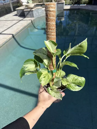 plant/Manjula Pothos-0-thumbnail