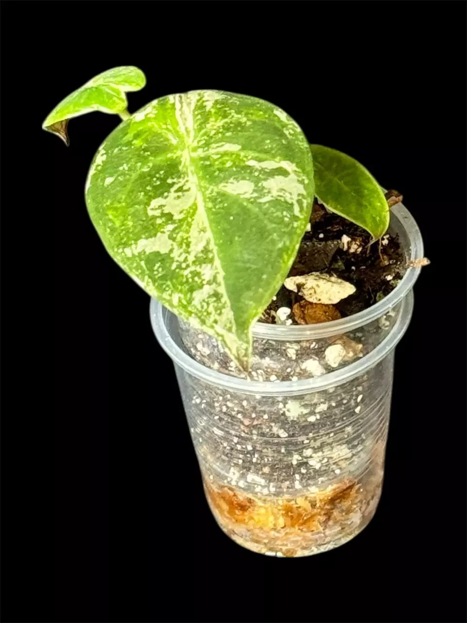 plant/629 Wentii Variegated Pink Albo Alocasia-0