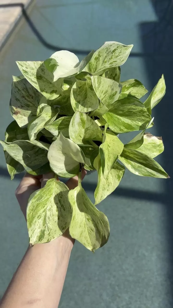 plant/Manjula Pothos-1