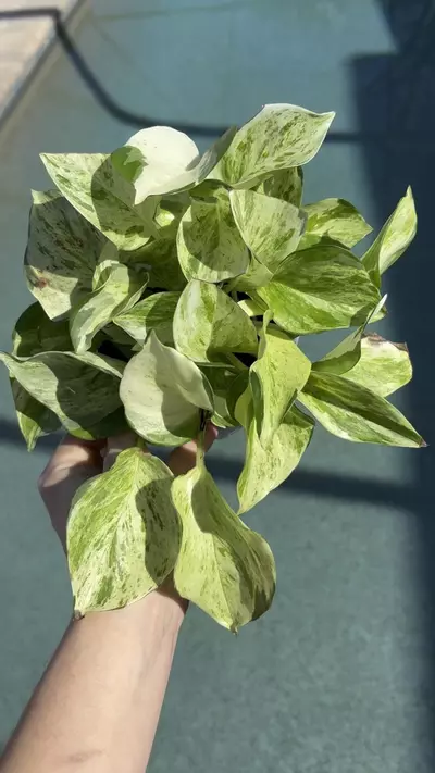 plant/Manjula Pothos-1-thumbnail