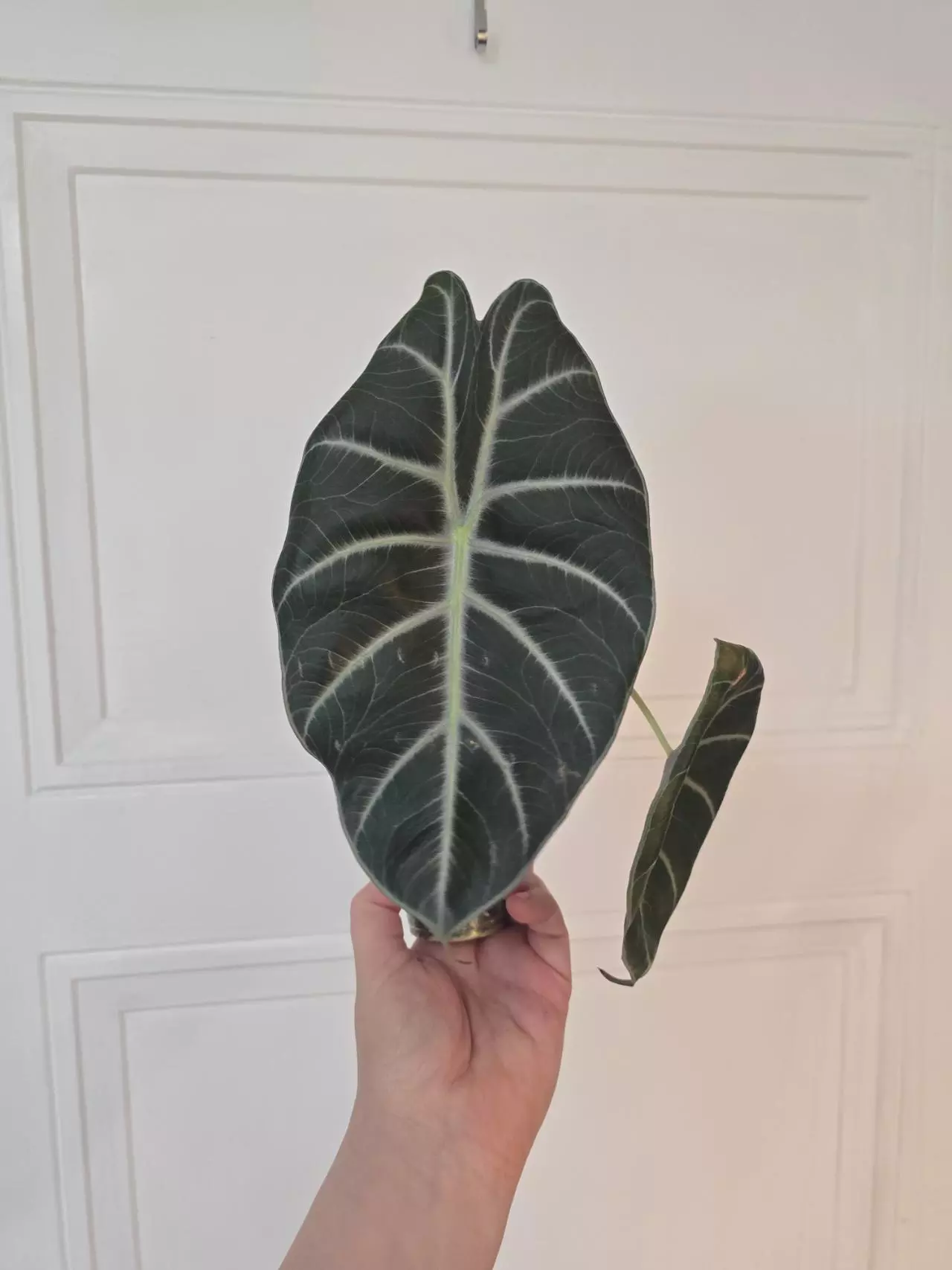 plant/Alocasia Mark Campbell - one large corm-0