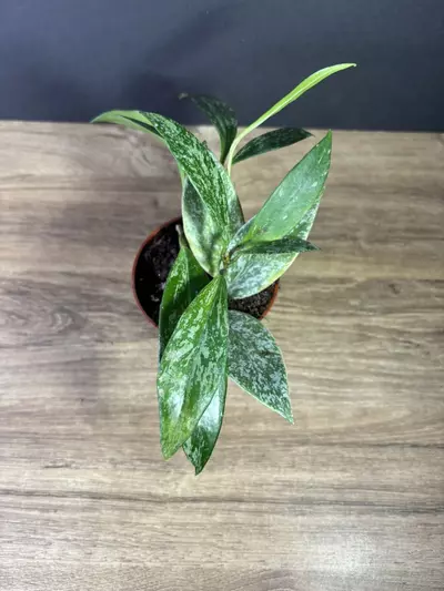 plant/Hoya Publicalix Silver Spot/ Silver Splash 3” 2525-1-thumbnail