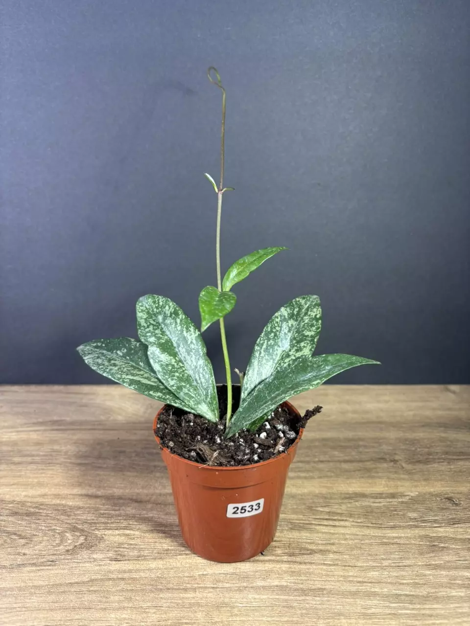 plant/Hoya Publicalix Silver Spot/ Silver Splash 3” 2533-0