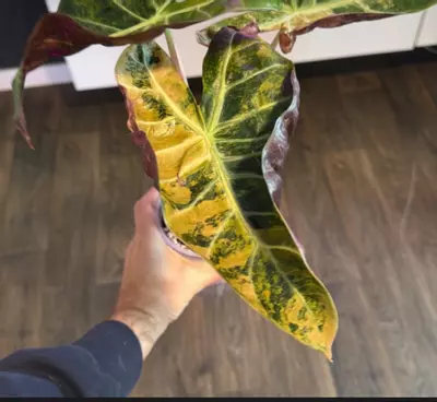 plant/Mutated Pink Dragon Aurea Corm-0-thumbnail