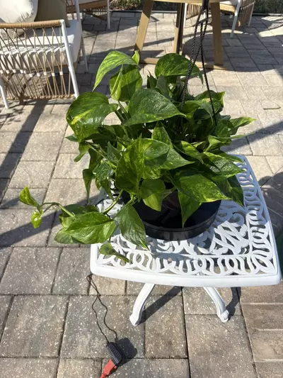 plant/Teruno Bumpy Pothos-3-thumbnail