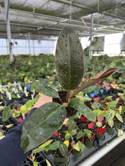 plant/Philodendron Imperial Red 4” pot Growers choice-0-thumbnail