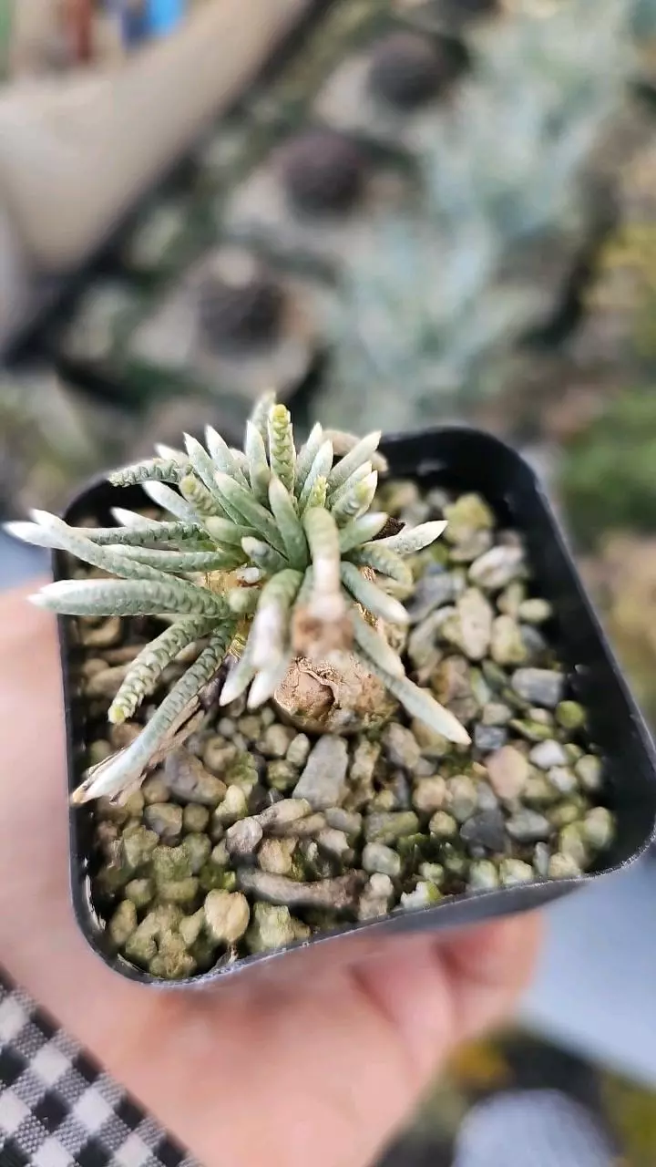 plant/Avonia quinaria-4