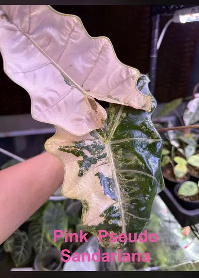 plant/Pink Pseudo Corm-0-thumbnail