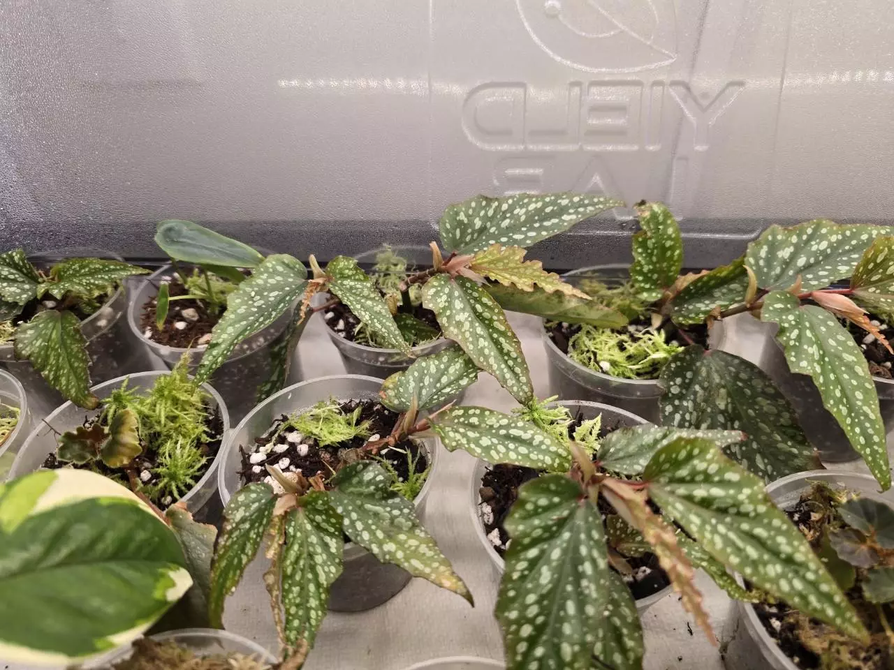 plant/Begonia Medora grower's choice-0