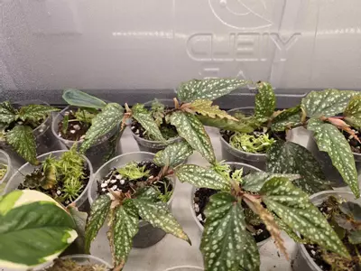 plant/Begonia Medora grower's choice-0-thumbnail