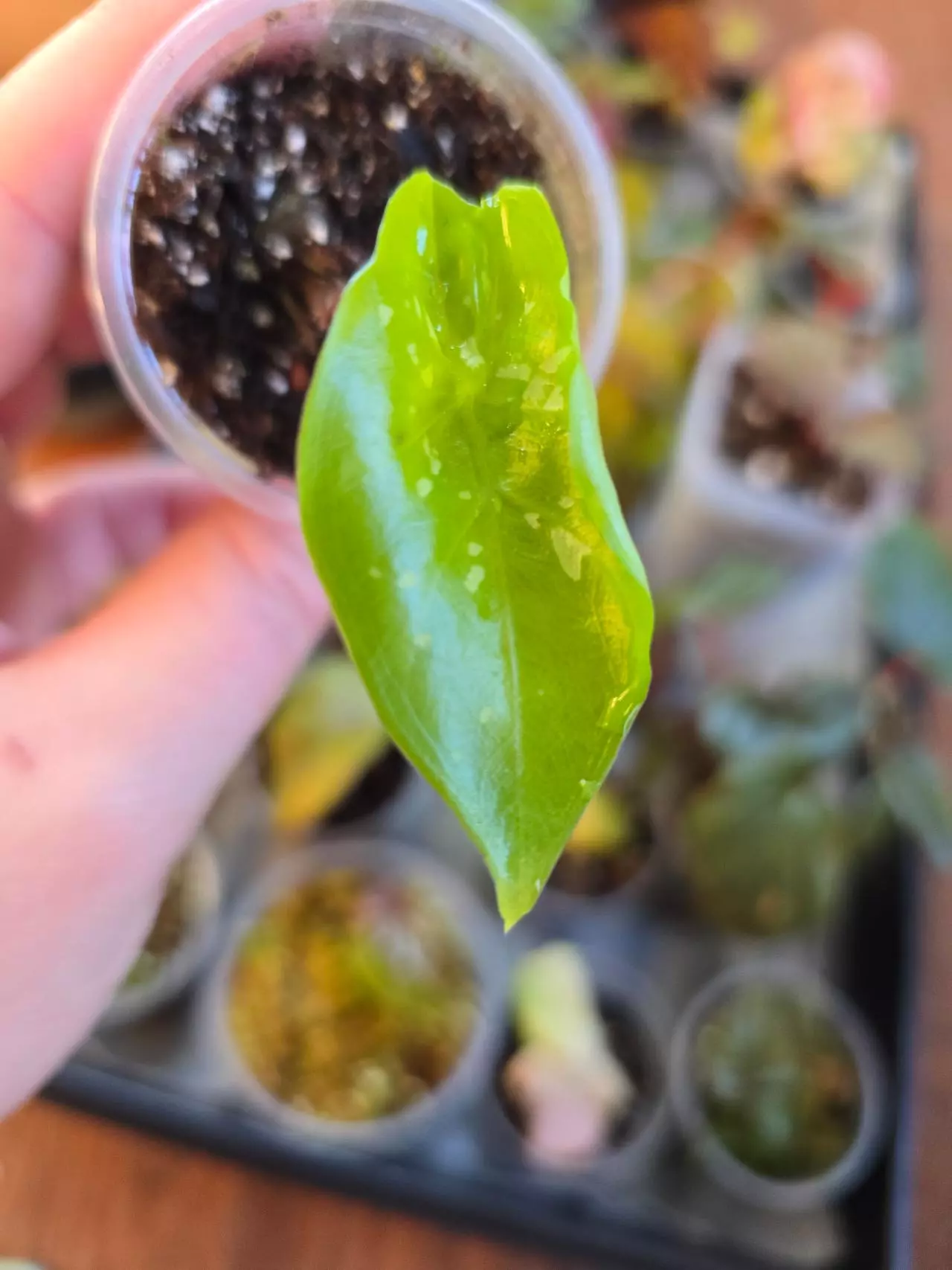 plant/Alocasia Shattered Glass pup-0