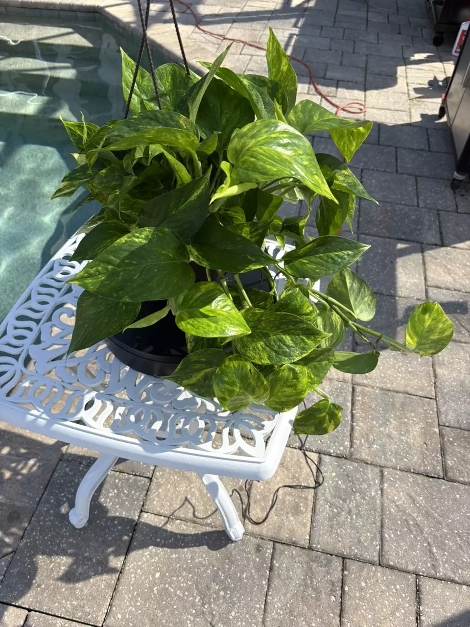 plant/Teruno Bumpy Pothos-1