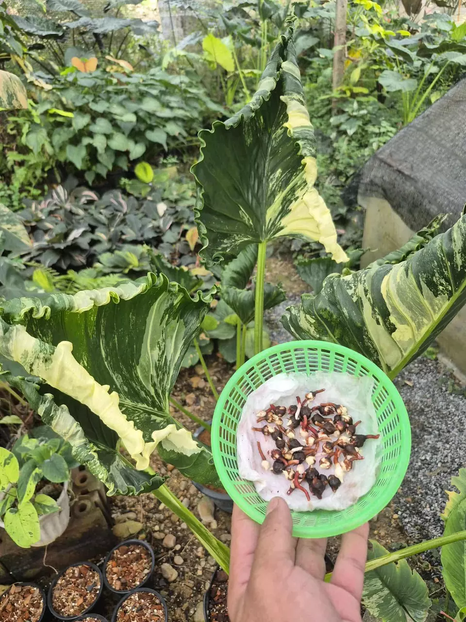 plant/Albo Crinkle Corm-0