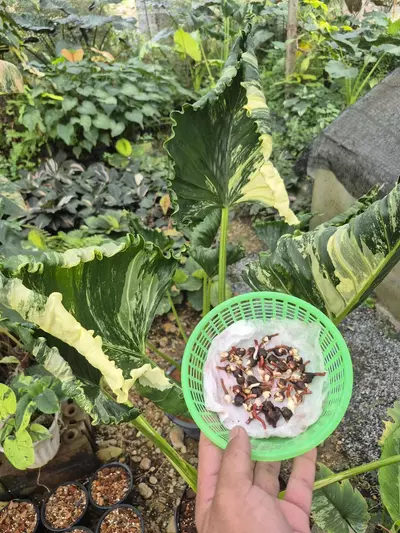 plant/Albo Crinkle Corm-0-thumbnail