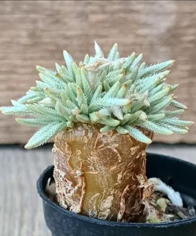 plant/Avonia quinaria-0-thumbnail