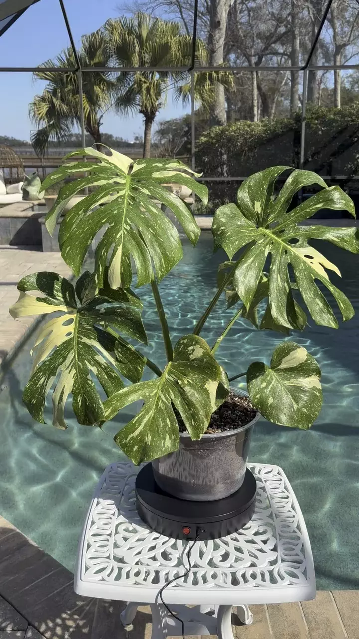 plant/Monstera Thai Constellation-1