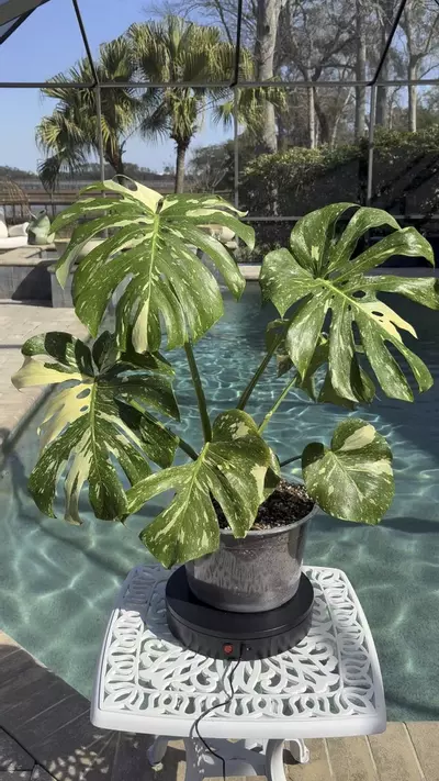 plant/Monstera Thai Constellation-1-thumbnail