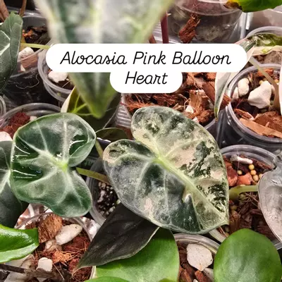 plant/One Alocasia Pink Balloon Heart Corm-2-thumbnail