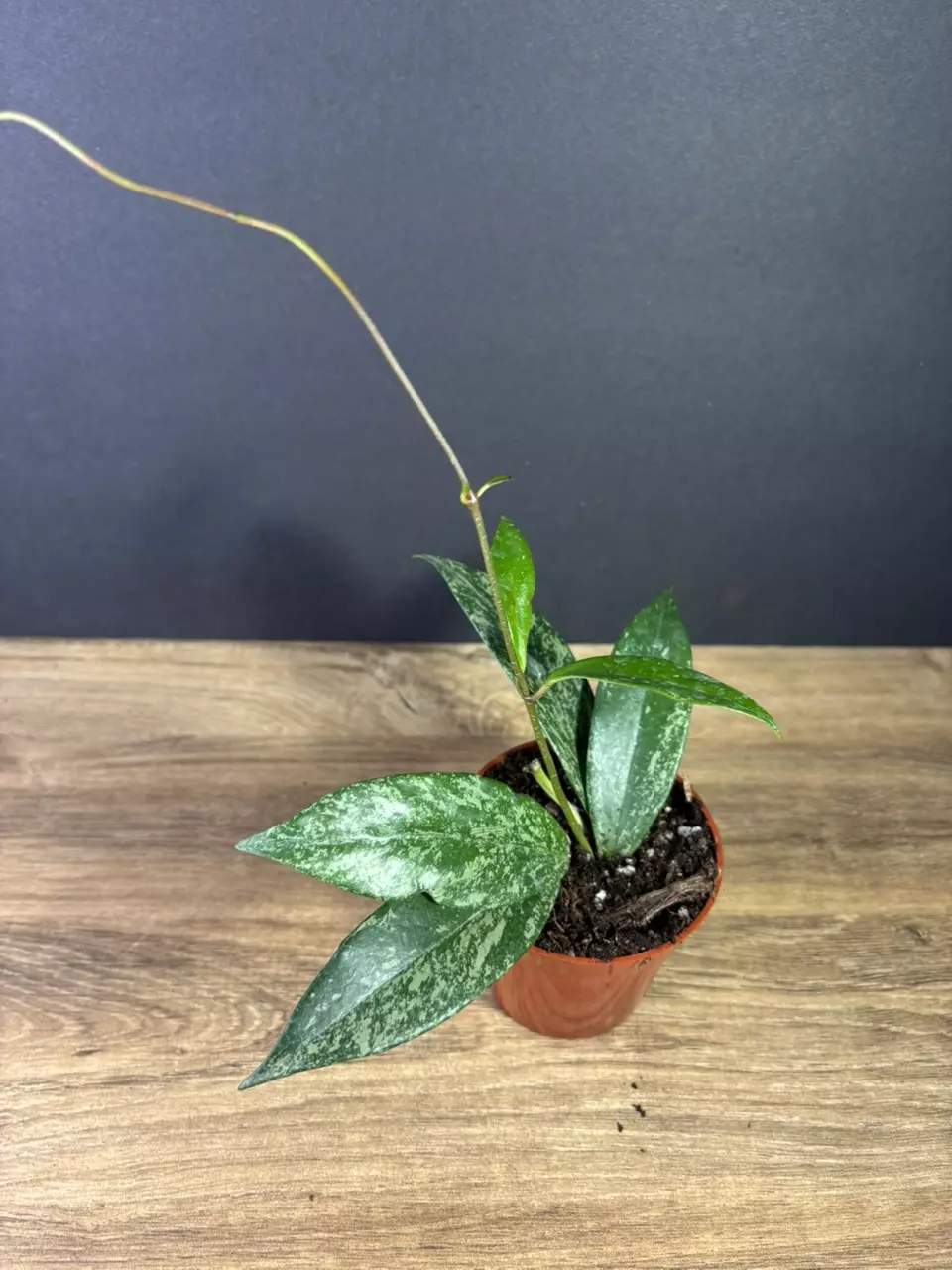 plant/Hoya Publicalix Silver Spot/ Silver Splash 3” 2533-1