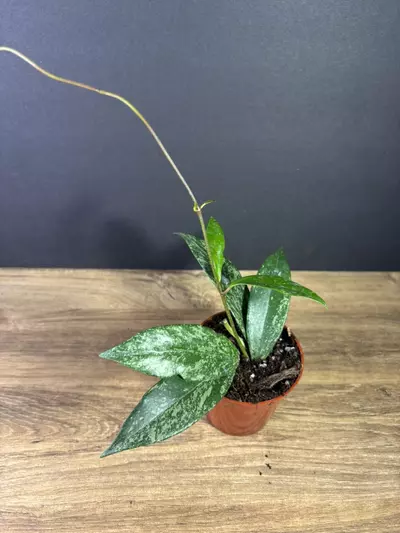 plant/Hoya Publicalix Silver Spot/ Silver Splash 3” 2533-1-thumbnail