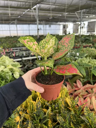 plant/Aglaonema Kumkoo 4” pot Growers choice-2-thumbnail