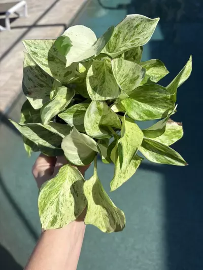 plant/Manjula Pothos-0-thumbnail