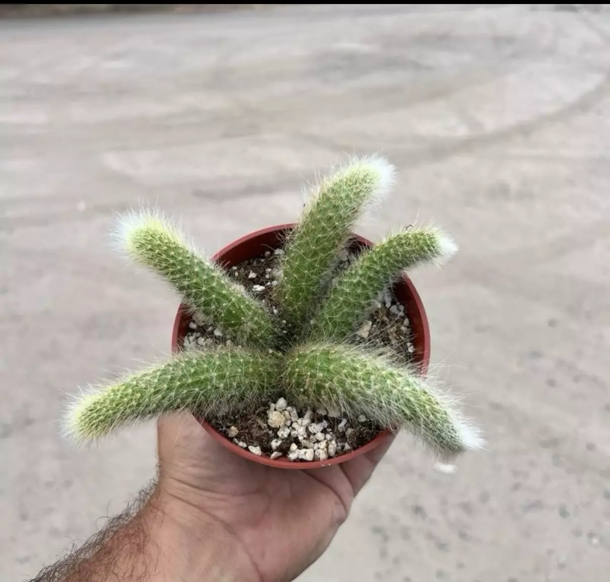 plant/Monkey Tail Cactus Plant in 4" pot (5 Tails per pot)-0