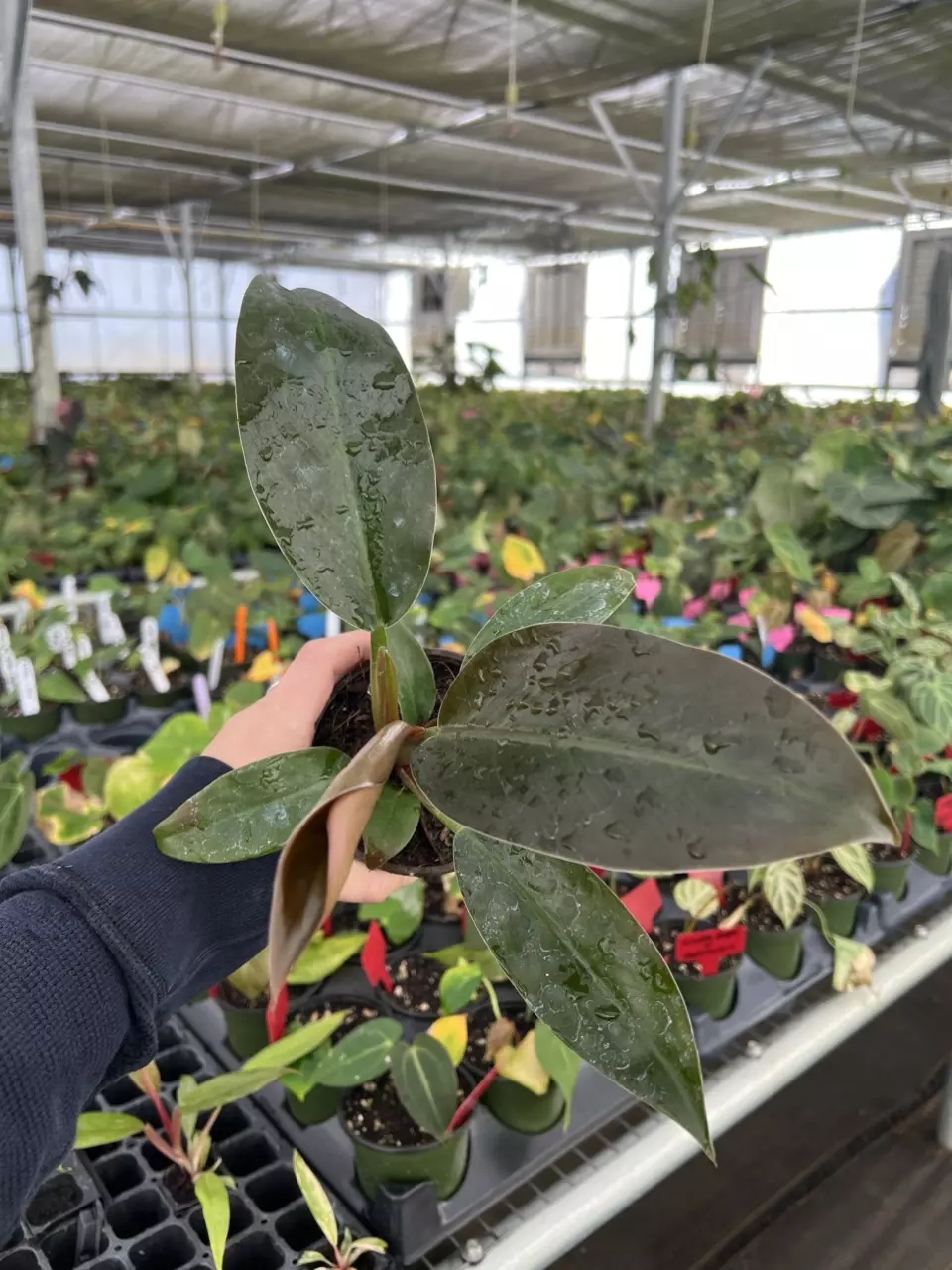 plant/Philodendron Imperial Red 4” pot Growers choice-6