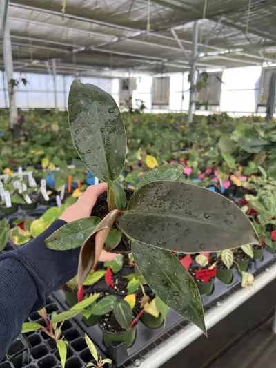 plant/Philodendron Imperial Red 4” pot Growers choice-6-thumbnail