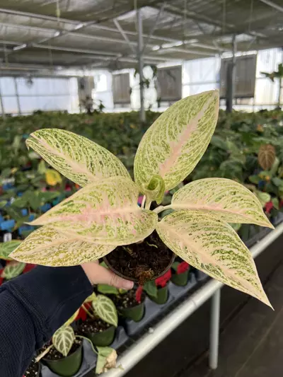 plant/Aglaonema White Legacy 4” pot Growers choice-6-thumbnail