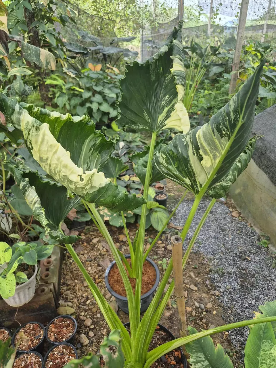 plant/Albo Crinkle Corm-1