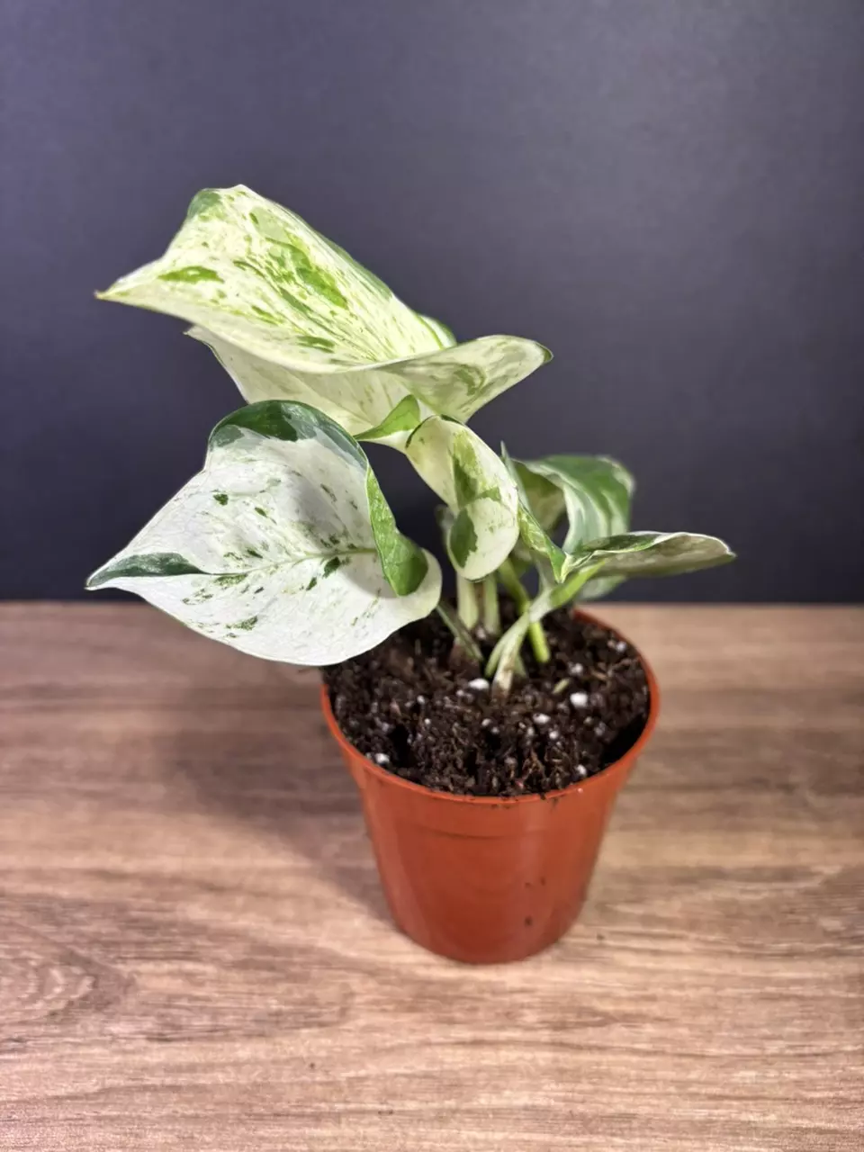 plant/Epipremnum Aureum Manjula Compacta 3” 2524-1