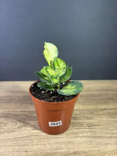 plant/Hoya Australis Lisa 3” 2523-0-thumbnail