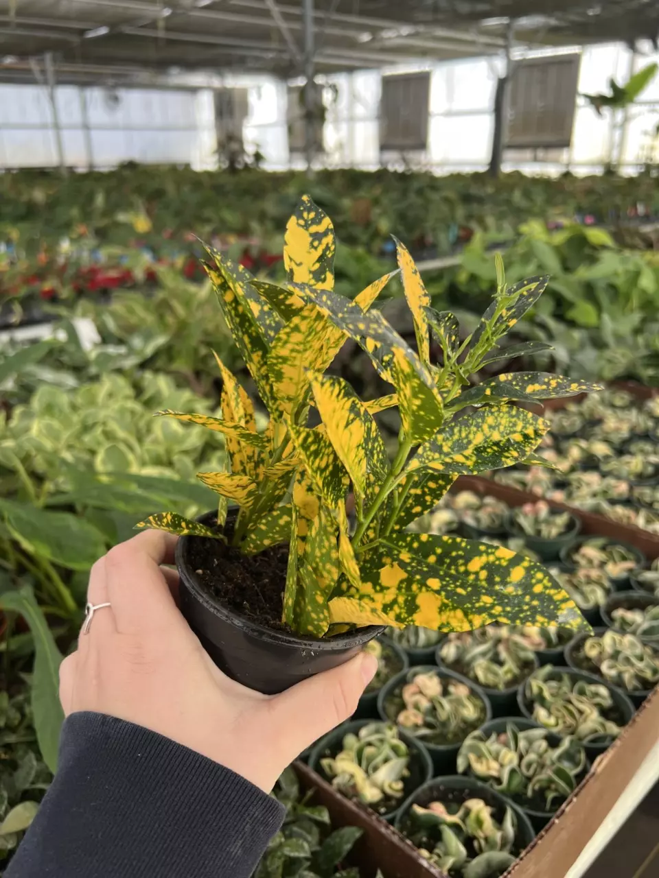 plant/Croton Gold Dust 4” pot Growers choice-1