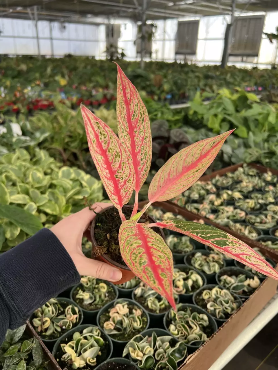 plant/Aglaonema Red Legacy 4” pot Growers choice-1