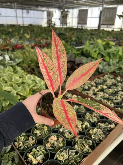 plant/Aglaonema Red Legacy 4” pot Growers choice-1-thumbnail