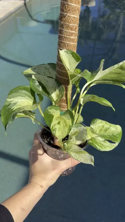 plant/Manjula Pothos-1-thumbnail