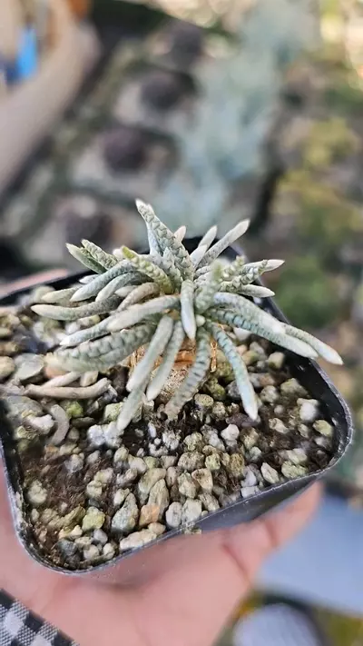 plant/Avonia quinaria-3-thumbnail