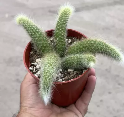 plant/Monkey Tail Cactus Plant in 4" pot (5 Tails per pot)-2-thumbnail
