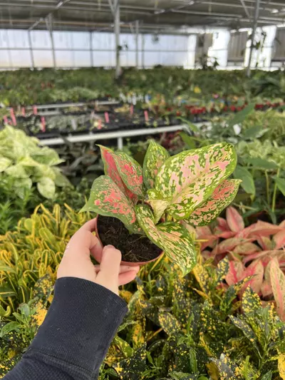 plant/Aglaonema Kumkoo 4” pot Growers choice-5-thumbnail